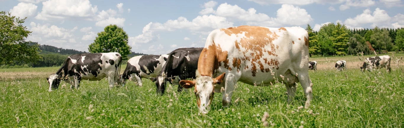 Pasoucí se krávy na louce